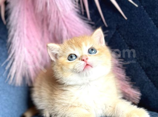 Show Kalite British Shorthair Golden Ny11Ny12 By12 görsel