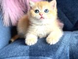 Show Kalite British Shorthair Golden Ny11Ny12 By12