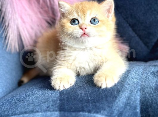 Show Kalite British Shorthair Golden Ny11Ny12 By12 görsel