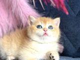 Show Kalite British Shorthair Golden Ny11Ny12 By12