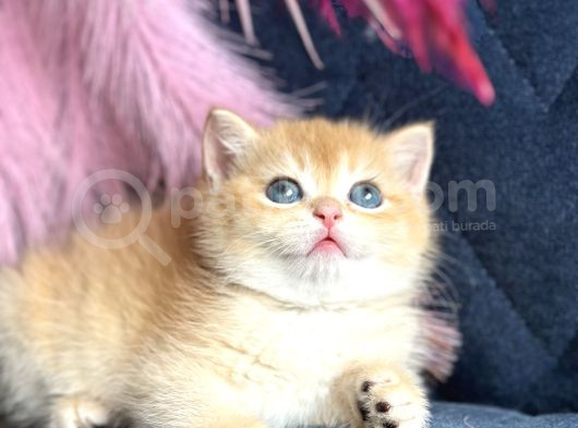 Show Kalite British Shorthair Golden Ny11Ny12 By12 görsel