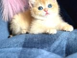 Show Kalite British Shorthair Golden Ny11Ny12 By12