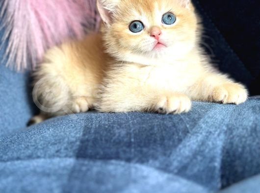 Show Kalite British Shorthair Golden Ny11Ny12 By12 görsel