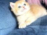 Show Kalite British Shorthair Golden Ny11Ny12 By12