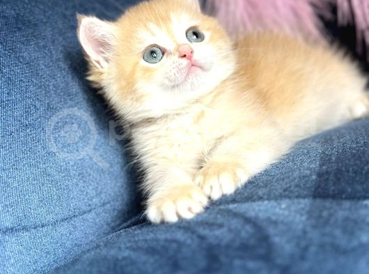 Show Kalite British Shorthair Golden Ny11Ny12 By12 görsel