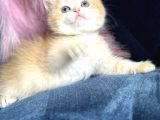 Show Kalite British Shorthair Golden Ny11Ny12 By12