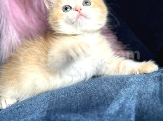 Show Kalite British Shorthair Golden Ny11Ny12 By12 görsel