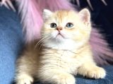 Show Kalite British Shorthair Golden Ny11Ny12 By12