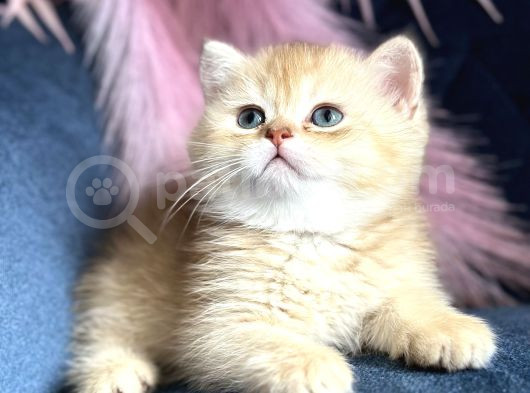 Show Kalite British Shorthair Golden Ny11Ny12 By12 görsel