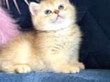 Show kalite British shorthair golden ny11ny12 by12