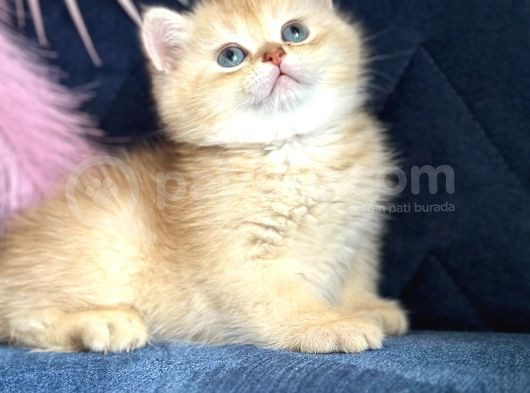 Show Kalite British Shorthair Golden Ny11Ny12 By12