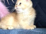 Show Kalite British Shorthair Golden Ny11Ny12 By12