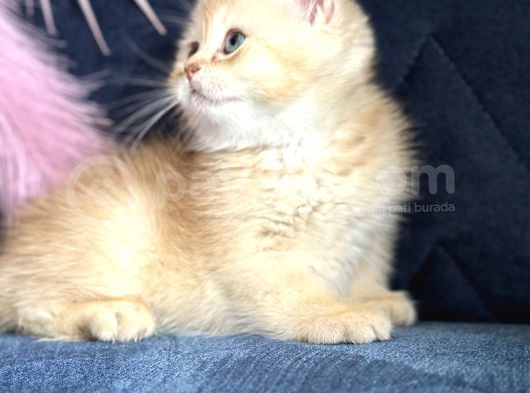 Show Kalite British Shorthair Golden Ny11Ny12 By12 görsel