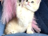 Show Kalite British Shorthair Golden Ny11Ny12 By12