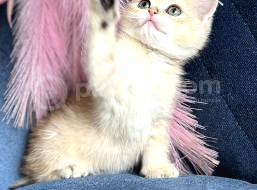 Show Kalite British Shorthair Golden Ny11Ny12 By12 görsel