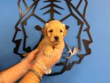 SEVİMLİ VE OYUNCU MALTİPOO YAVRULARI