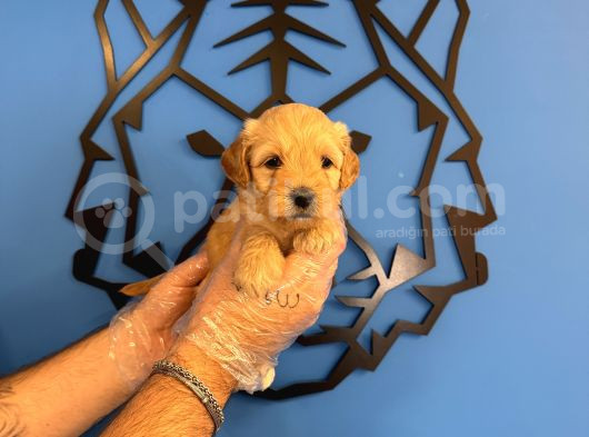 SEVİMLİ VE OYUNCU MALTİPOO YAVRULARI