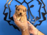 TEA CUP MALTİPOO BEBEKLERİMİZ