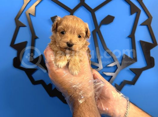 TEA CUP MALTİPOO BEBEKLERİMİZ