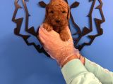 RED BROWNE TOY POODLE YAVRULARIMIZ
