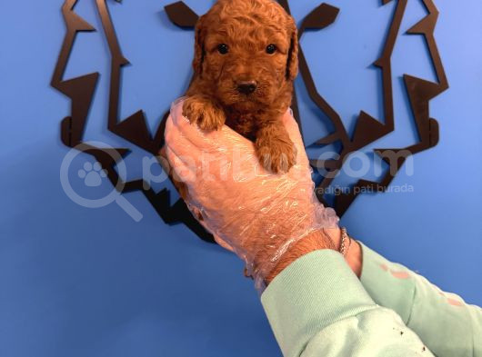 Red Browne Toy Poodle Yavrularimiz