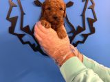 Red Browne Toy Poodle Yavrularimiz