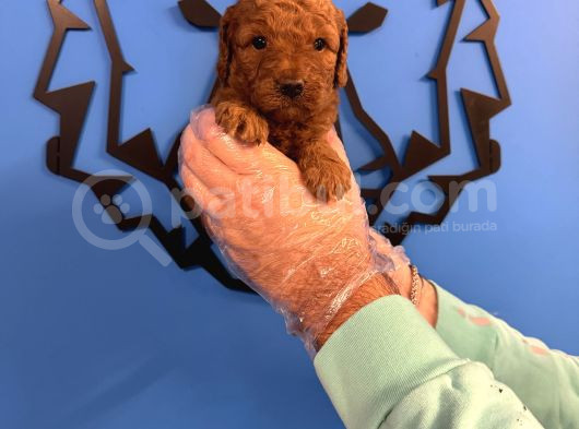 Red Browne Toy Poodle Yavrularimiz görsel