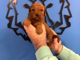 Red Browne Toy Poodle Yavrularimiz