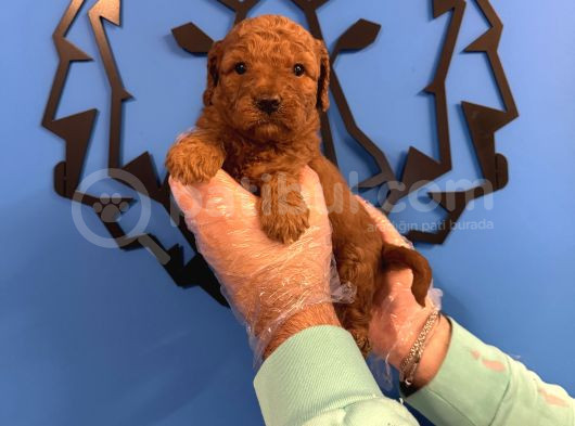 Red Browne Toy Poodle Yavrularimiz görsel