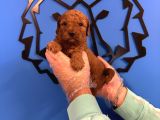 Red Browne Toy Poodle Yavrularimiz