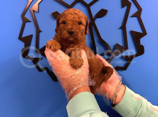 Red Browne Toy Poodle Yavrularimiz görsel