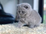 Tospik Kedimiz Gri British Shorthair