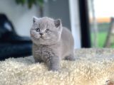 Tospik Kedimiz Gri British Shorthair