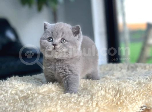 Tospik Kedimiz Gri British Shorthair görsel