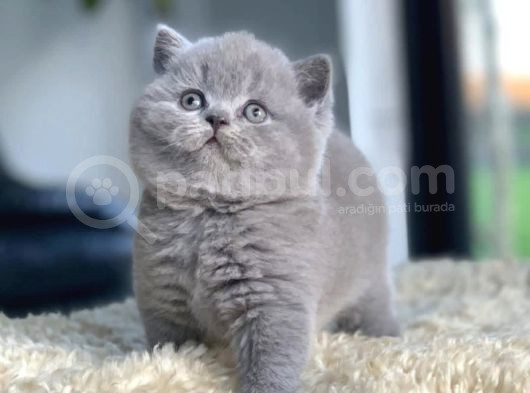 Tospik Kedimiz Gri British Shorthair