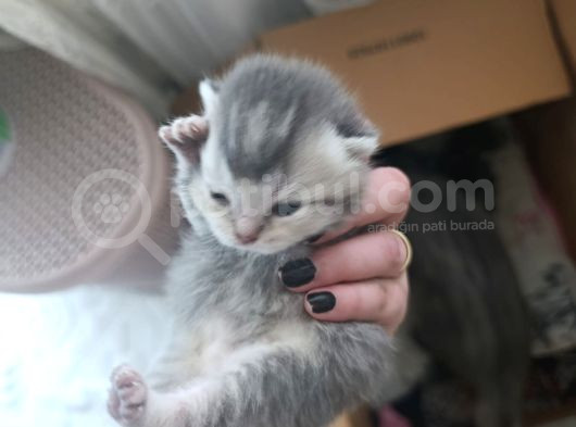 Aşırı Tatlı Cins Yavrularım görsel