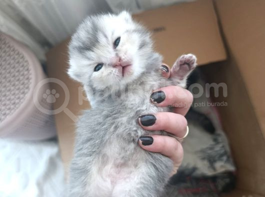 Aşırı Tatlı Cins Yavrularım görsel