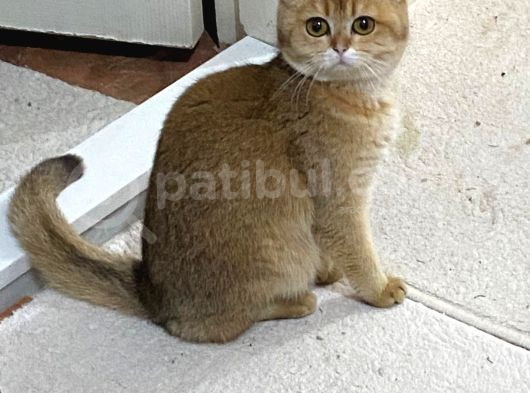 Çok Tatlı Dişi Golden Kızım görsel