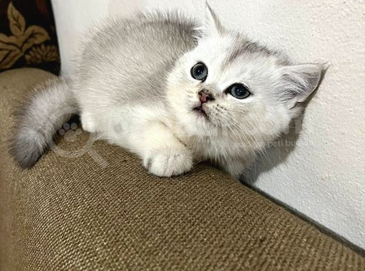 Çok Güzel Oyuncu Tatlı Yavrularım görsel