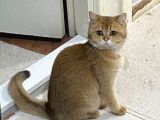 Çok tatlı dişi golden kızım