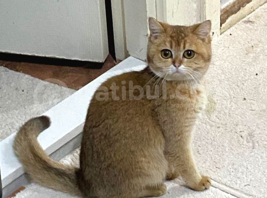 Çok Tatlı Dişi Golden Kızım