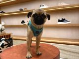 Pug