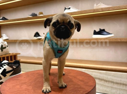 Pug görsel