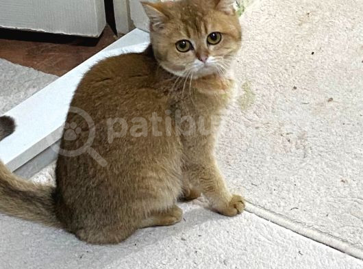 Çok Tatlı Dişi Golden Kızım görsel