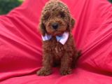 POODLE BEBEKLERİ ANNE ALTINDAN