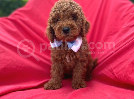 Poodle Bebekleri̇ Anne Altindan