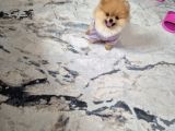 Pomeranian boo