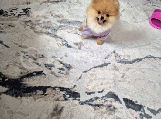Pomeranian Boo