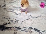 Pomeranian Boo