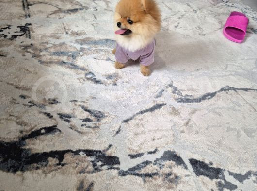 Pomeranian Boo görsel